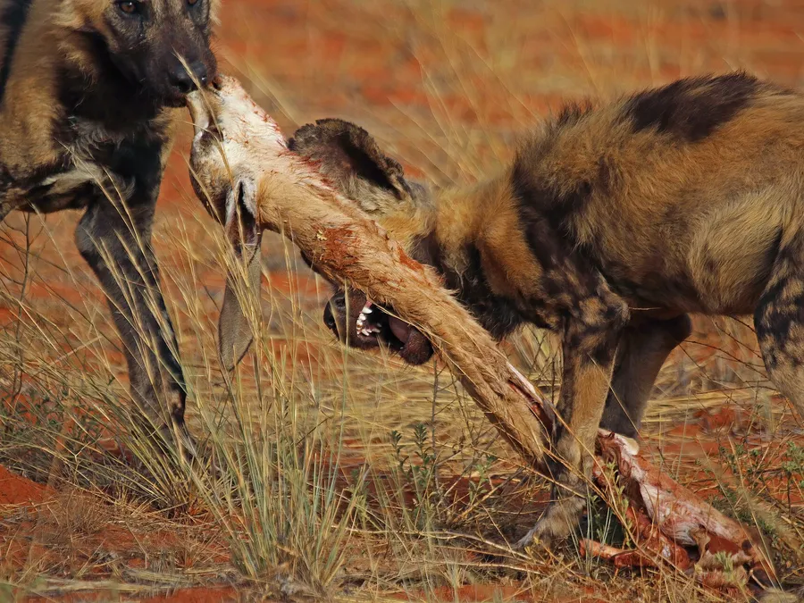 African Safari, Wildlife & Adventure Travel — up close