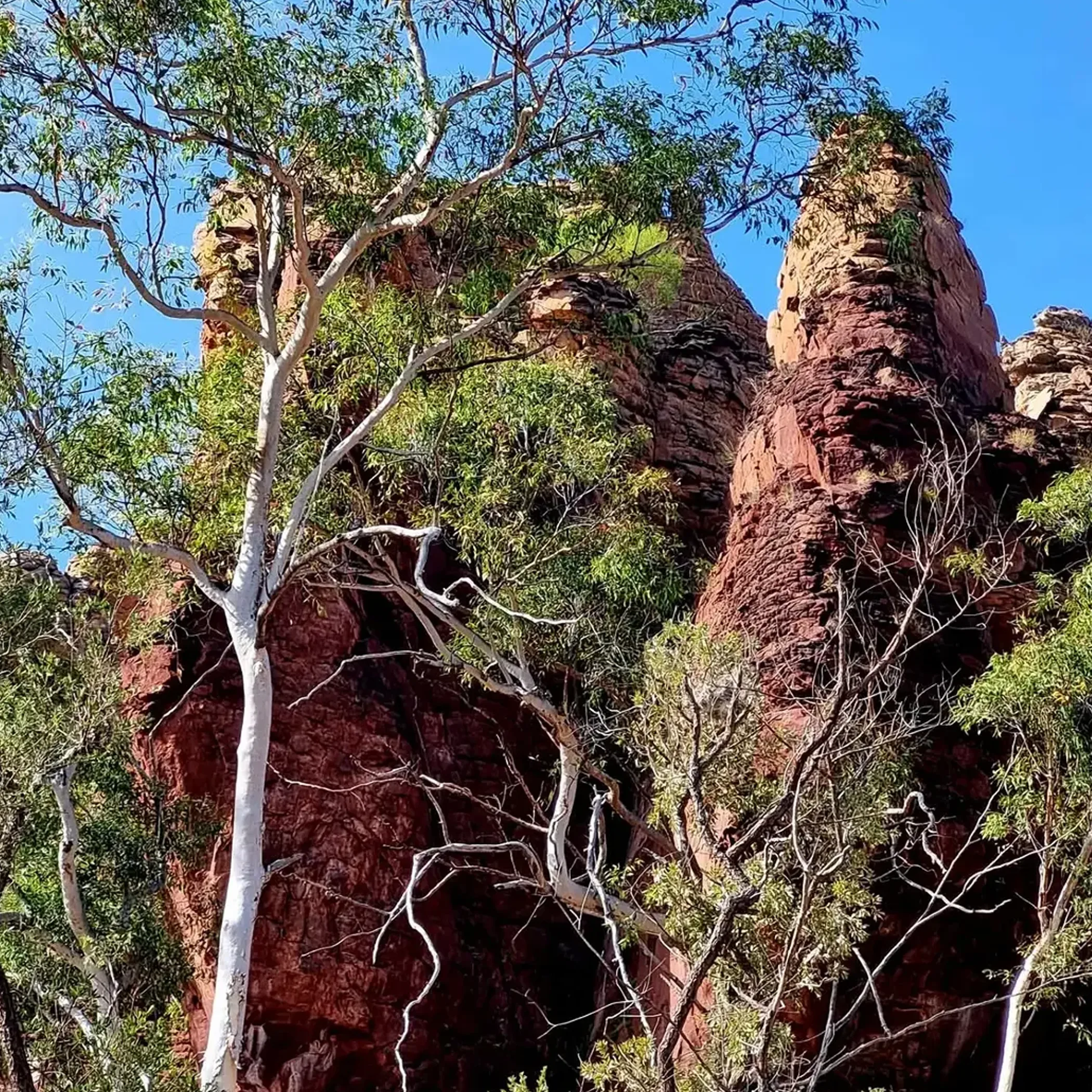 australian outback landscape clear sky