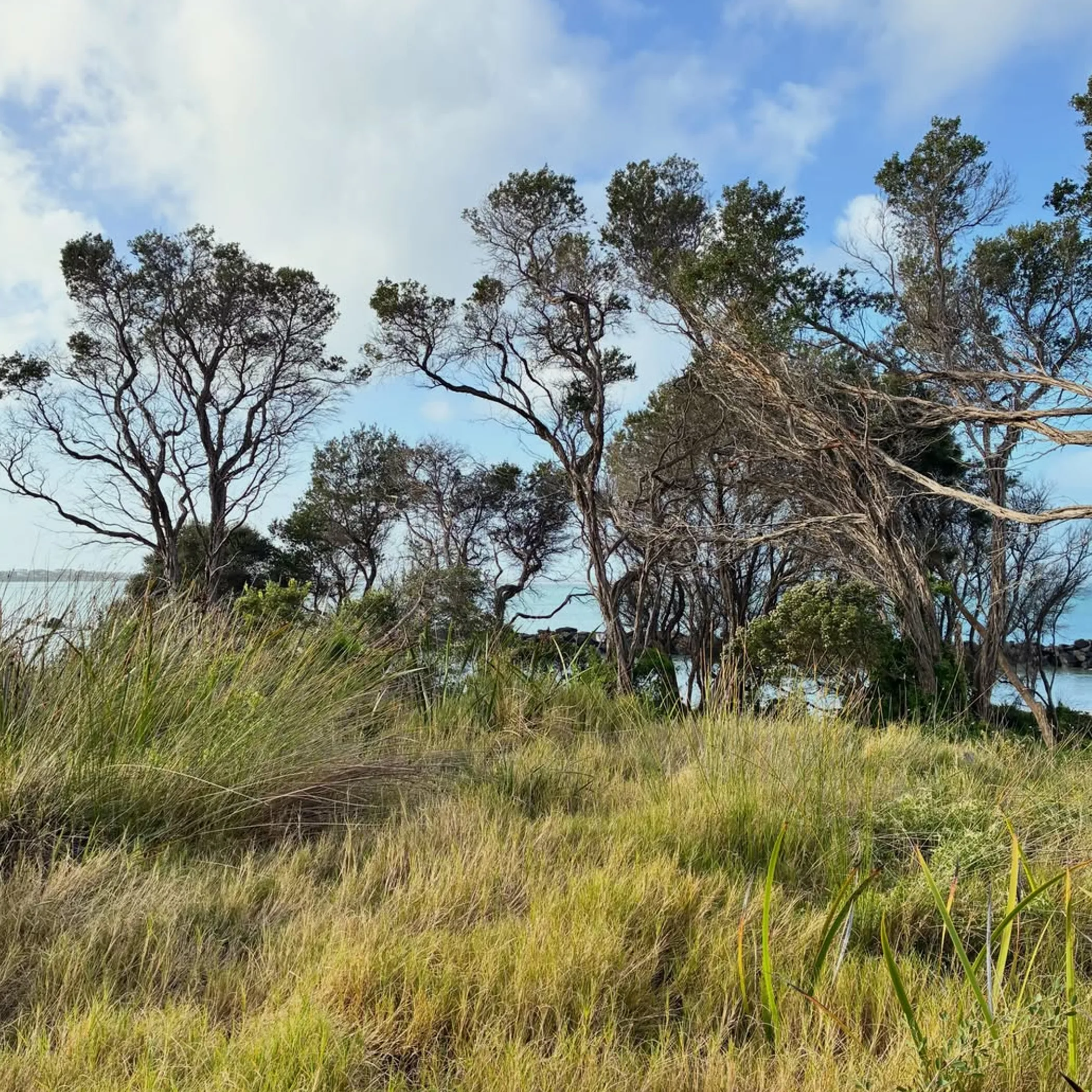 coastal nature with clear sky