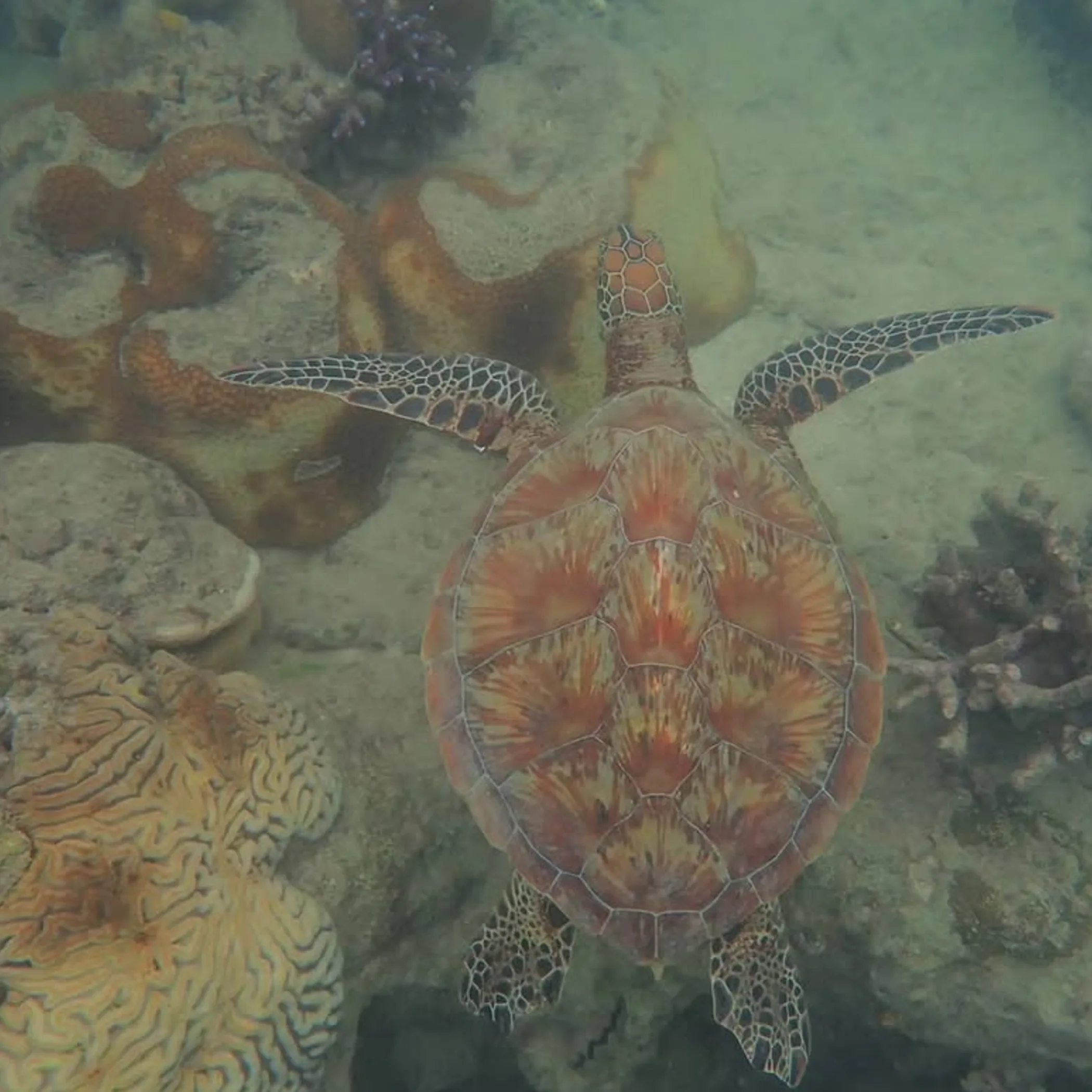 clear reef photograph
