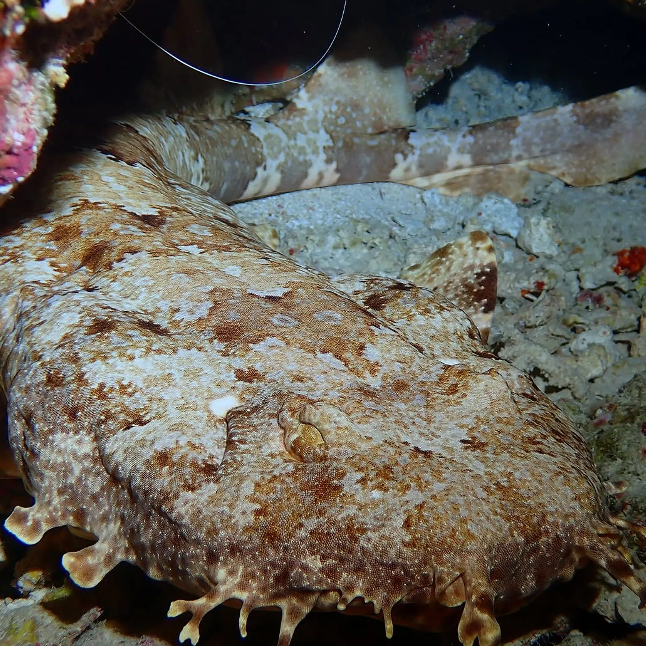 underwater marine life and reef habitat