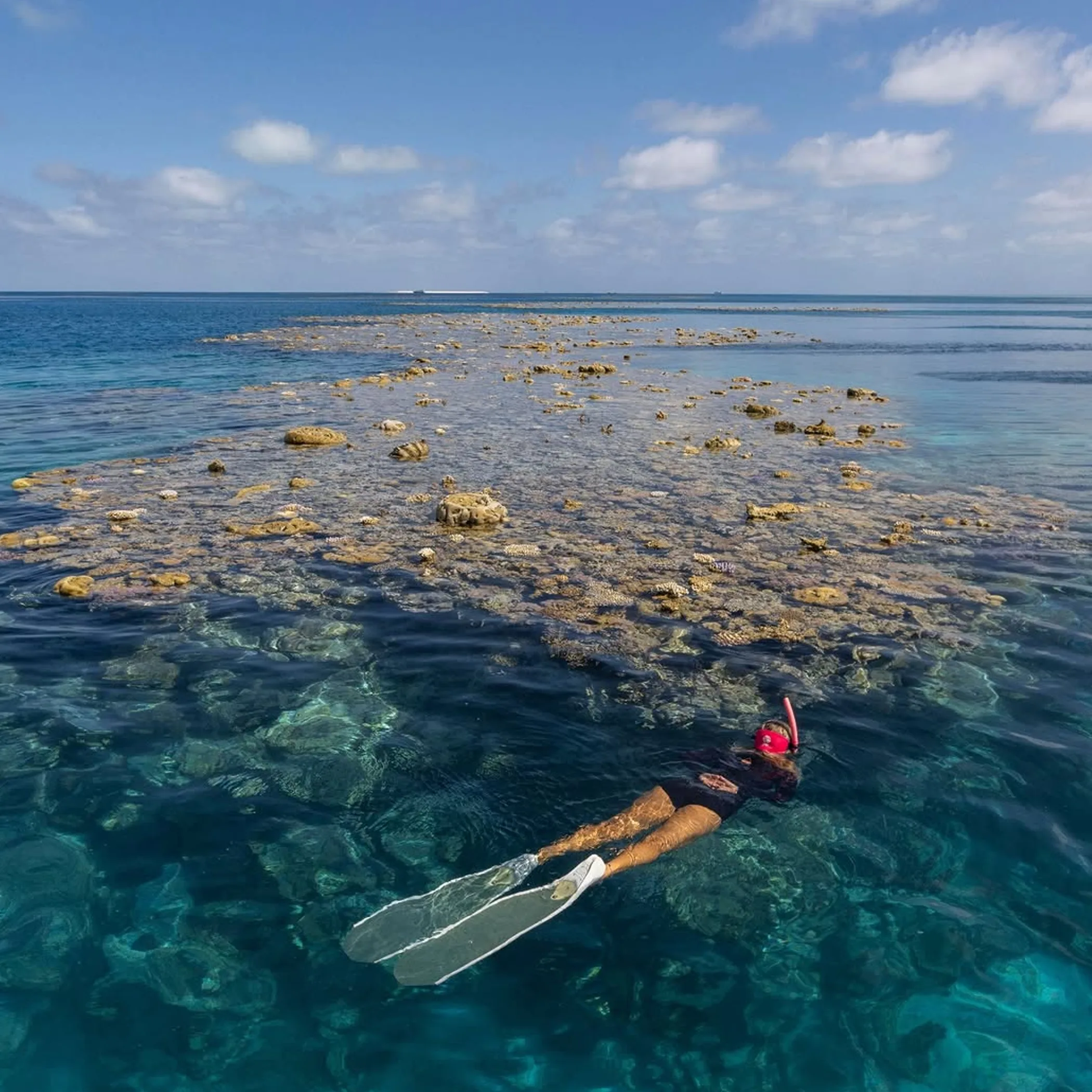 snorkeling above a healthy coral reef