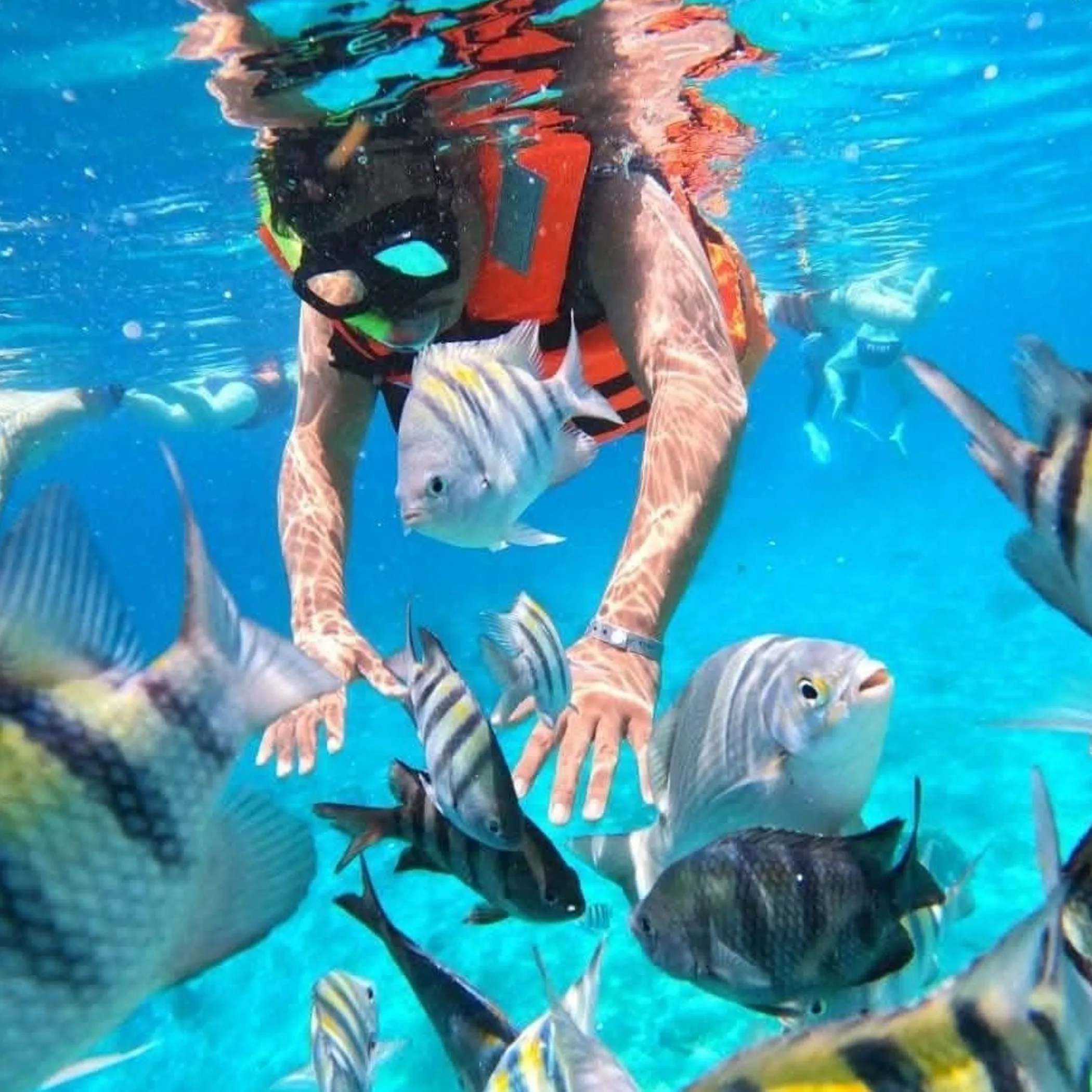 underwater snorkeling with abundant marine life