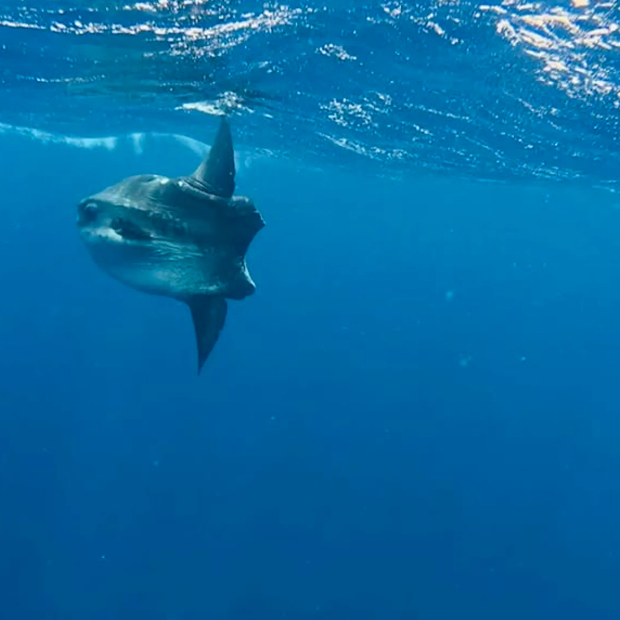 underwater marine life
