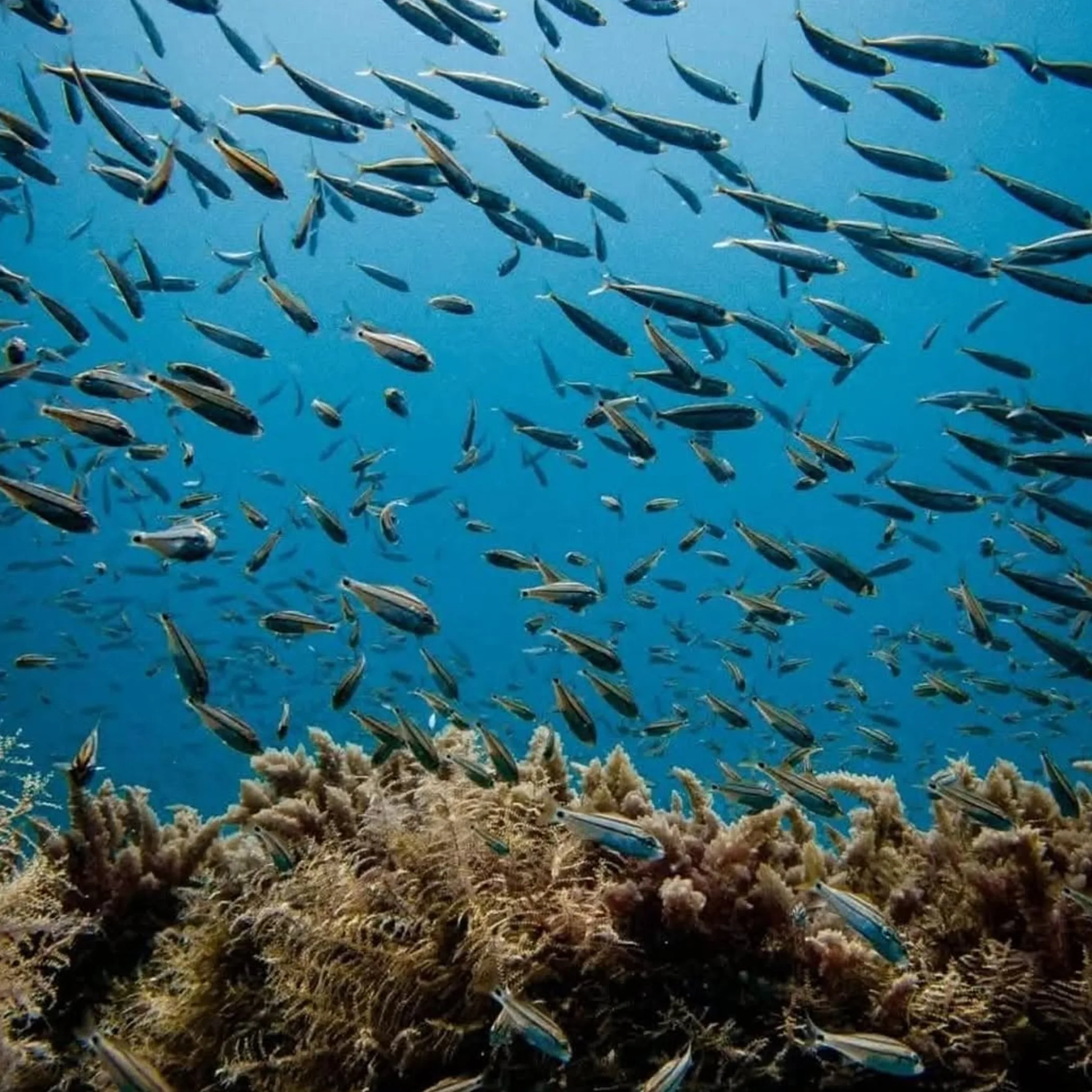 snorkeling over reef with marine life