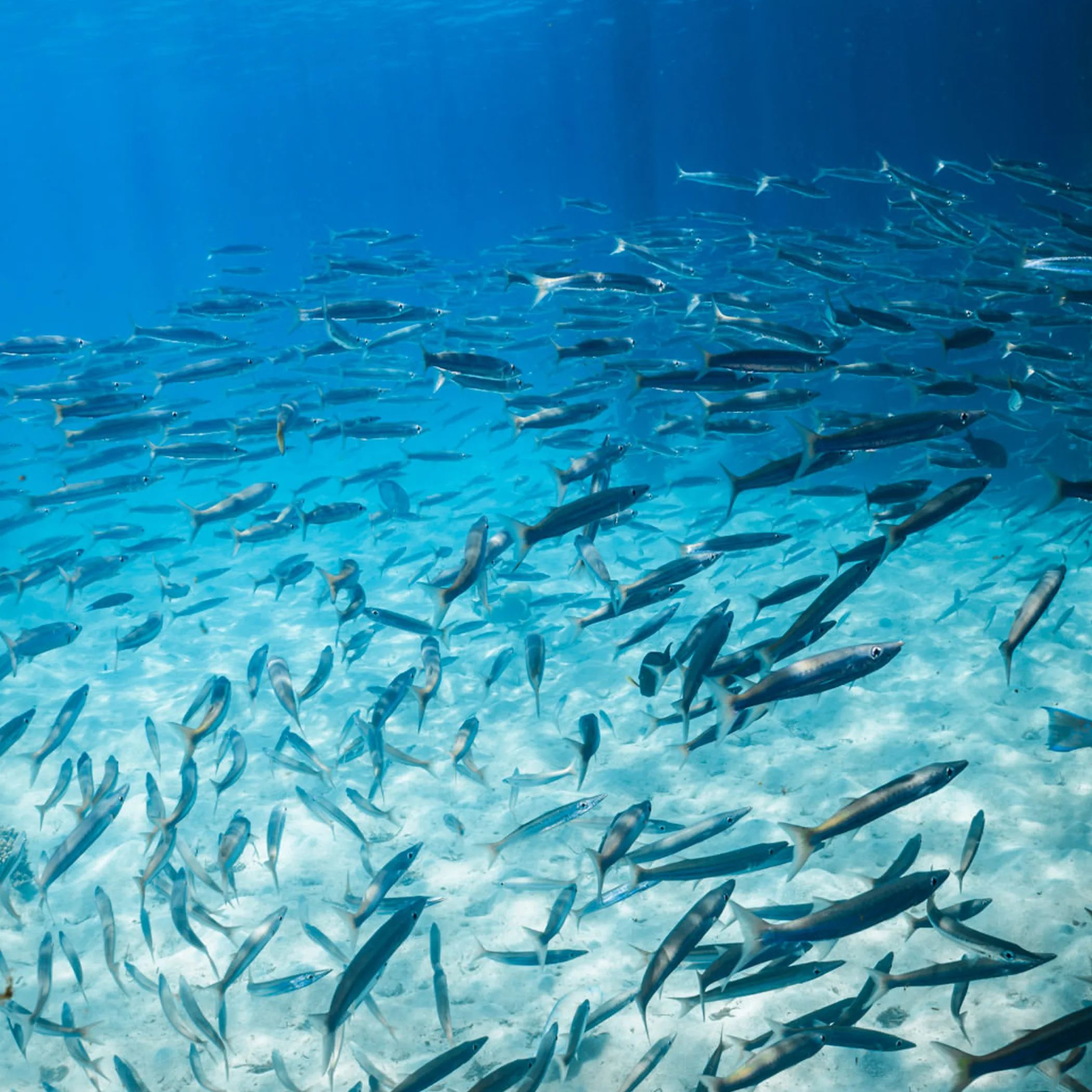 underwater marine life, queensland islands