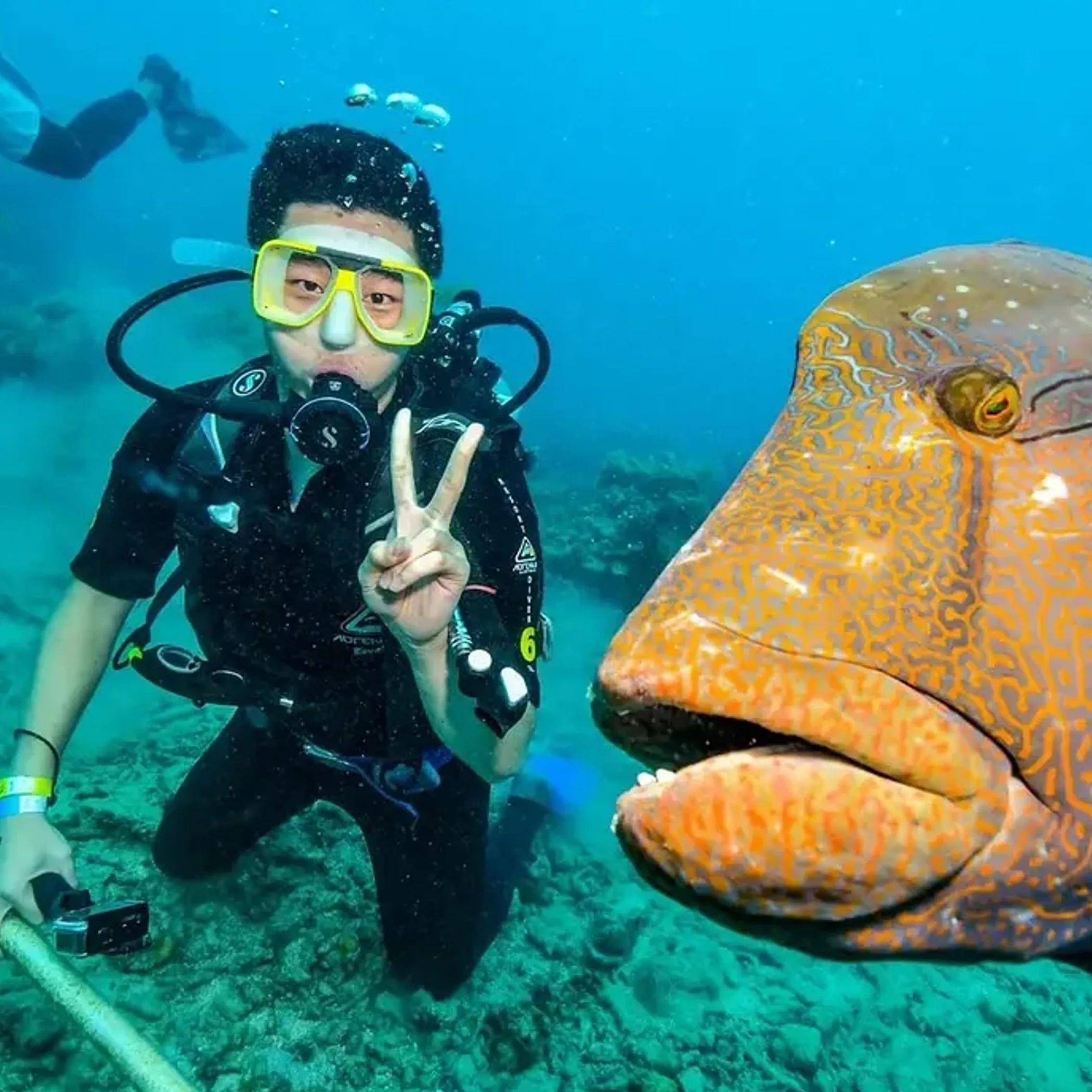underwater reef diving and marine life
